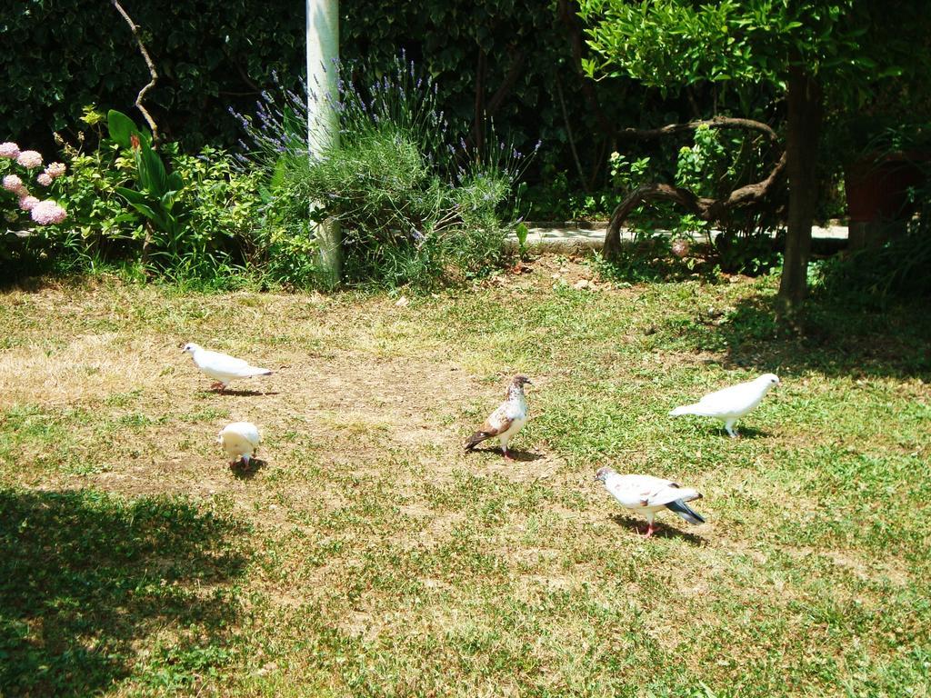 Apartments Rolovina Tivat Cameră foto